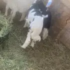 طليان