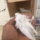 جوز هوقو فاخر معه فروخه ( تم البيع )