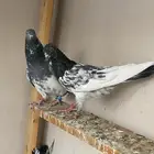 حمام باكستاني(((تمم البيع))