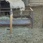 خروف حري
