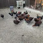 ديكة عربي بلدي للبيع