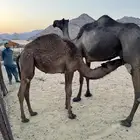 بكره للبيع