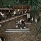 صوص فيومي