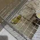 بطه للبيع
