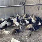 صيصان بلدي(تم البيع)
