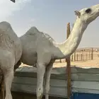 حاشي لباني