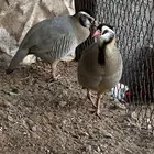 شنير قهد للبيع