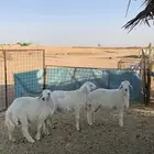خرفان حريات