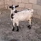 عنز حايل وتيس جذع