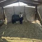 القصيم غرب المذنب 60كيلو