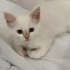 قطط للبيع