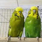 جوز بادجي انجليزي