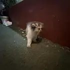 للبيع قط اليف الجنس أنثى اليف مره