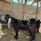 تيس عارضي عمره تقريا 7 شهور