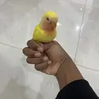 للبيع فرخ روز نهاية غر على السوم