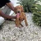 كلب هوت دوق دشهند داشهند Dachshund