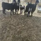 معزا مولده