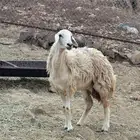 رخله دافع صنف الصنف