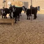تيوس ذبائح ثلاجه عوارض و طليان حري يوجد صلخ وتوصيل اقل سعر