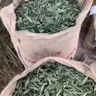 ملوخيه ناشفه بينبع النخل