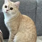 قطه العمر 10 شهور