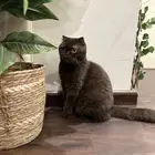 سكوتش فولد Chocolate - أنثى