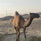 البيع بكره