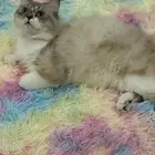 قط ذكر لتبني