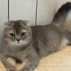 قط ذكر للتزاوج بعنيزه