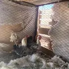 دجاج للبيع