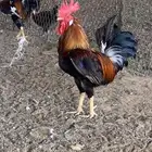 ديوك عربيه ترثه