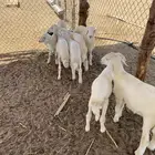بهم حري العدد 7 طليان 4 رخال 3 السعر على السوم