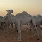 بكره لقيه