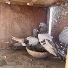 زوج رومن مالطي فاخر