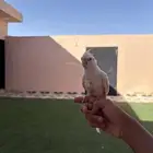 كروان