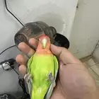 انثى روز اليفه