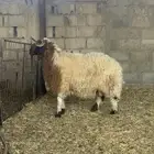 جذع نعيم فاخر