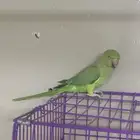بغبغاء دره