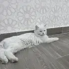 قطه شرازيه لتبني