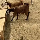 جفار مصريات فواخر صنف