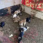 أرانب للبيع