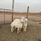 بهم حري البيع 900