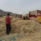 شعير بلدي ( ظهران ألجنوب)