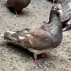 حمام مصري مالطي 45 سم