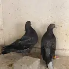 زوج قطيفى مذيل