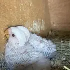 فروخ روز ( تم البيع )