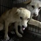 كلاب شيواوا للتبني المستعجل