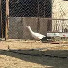 وز للبيع ذكر ونثى