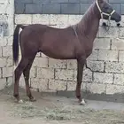 مهر واهو اشقر