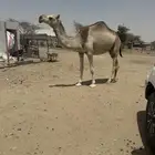 جذعه ظروبه
